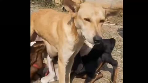 Dog Mom loves Video