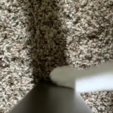 Cat singing comedy viral video