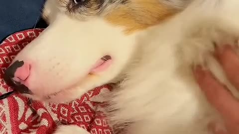 The little guy is my best friend