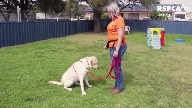 Dog training video