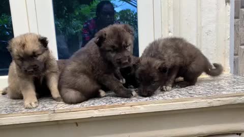 Wonderful Caucasian puppies