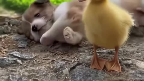 The love between the puppies and ducklings 🥰