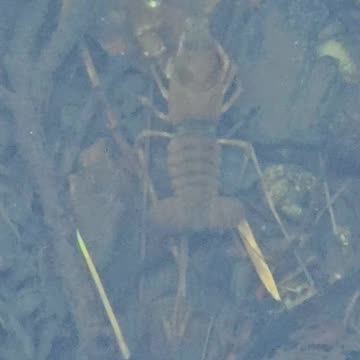 Crayfish in a river with clear water.