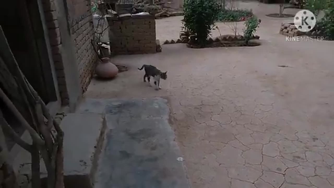 Rooster vs cat rat