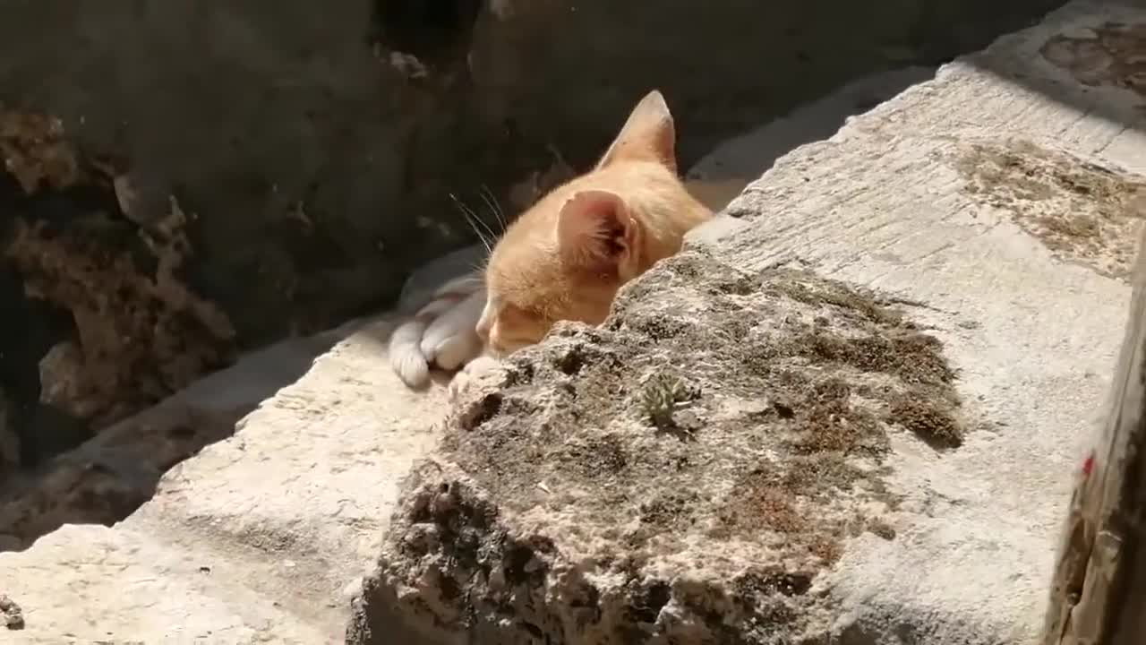 cat hiding behind the rock.mp4