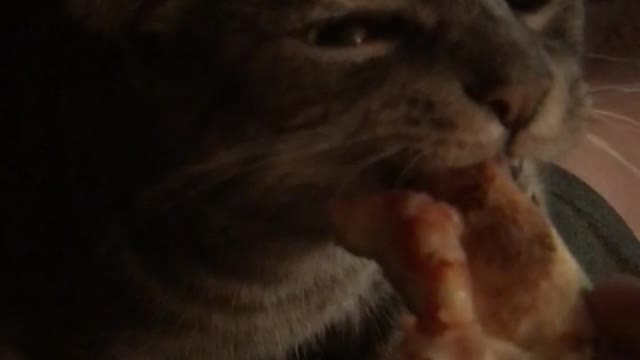 Gray cat eating pizza while laying on the sofa