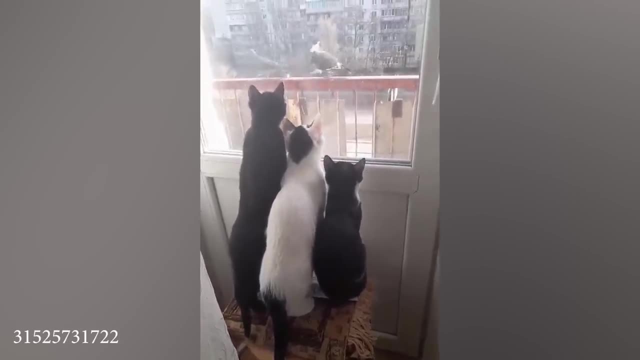 funny cat video