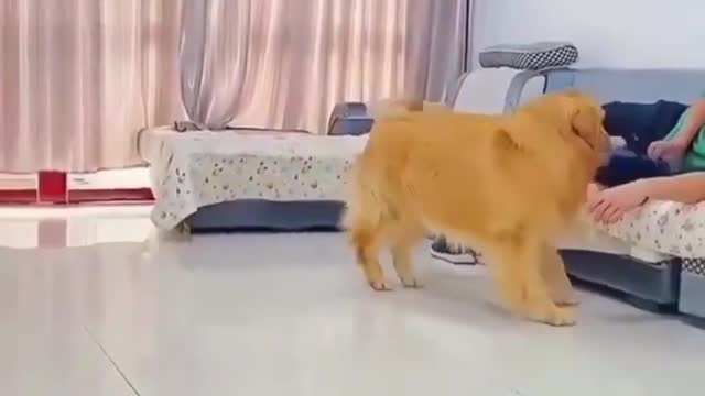 Funny dog loves owner