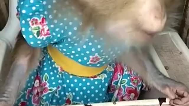 animal home baby monkey