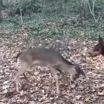 Doberman y ciervo son los mejores amigos más tiernos
