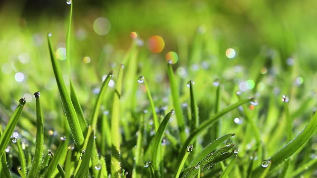 Grass after rain