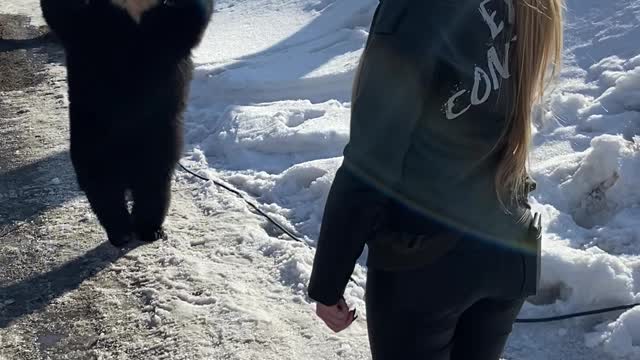 Bear Walks Upright to Greet Girl