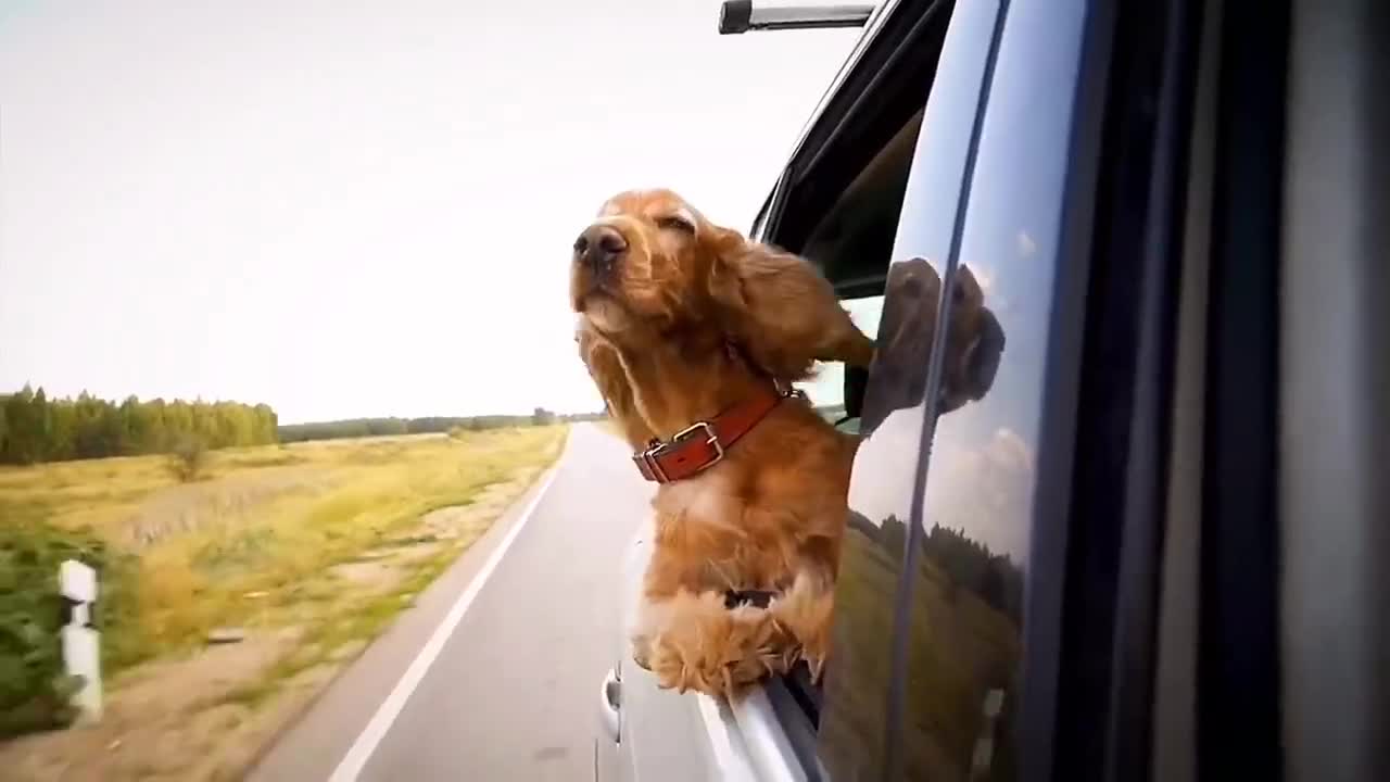 Let out the wind