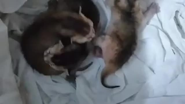 Cat give birth to three cute kitten at hospital😺