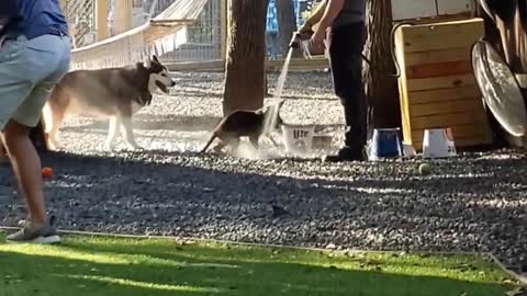 Puppy likes getting sprayed.