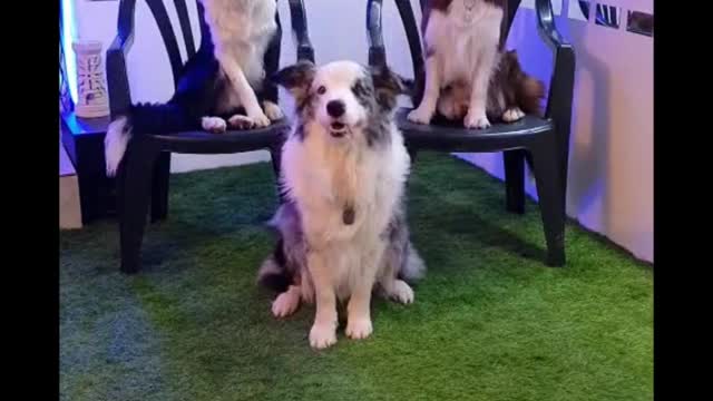 Cute dog dancing