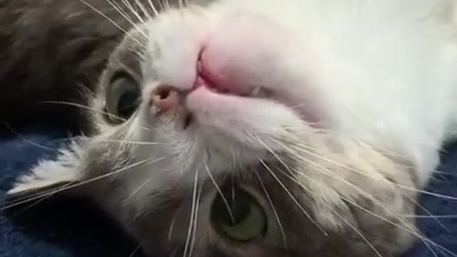 Funny and cute cats will make you laugh all day long🤣🤣 funny cats