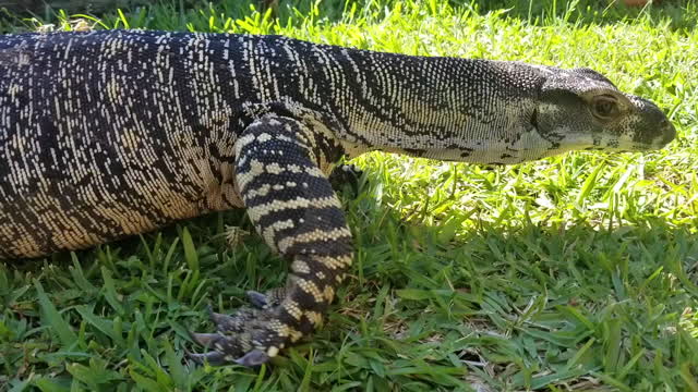 Meet Oscar A Very Friendly Monitor Lizard | Big Australian Lizards