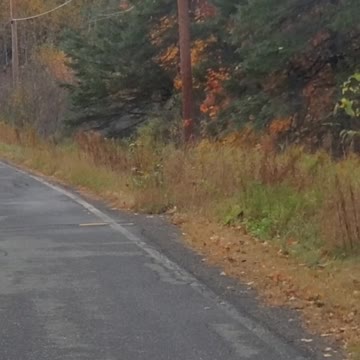 White Tail by Mail Box Northern Maine