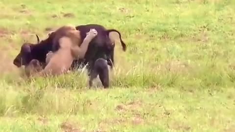 The poor buffalo calf stayed by his mother