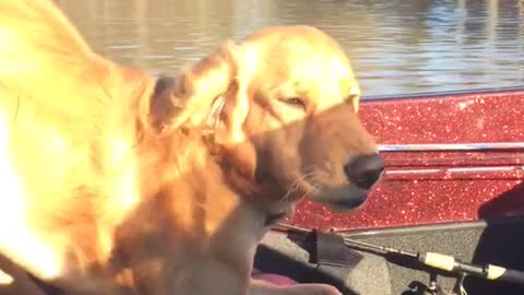 Golden retriever on boat posed weirdly