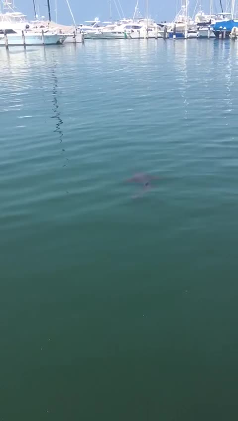 Tiburón en la bahía de Cartagena