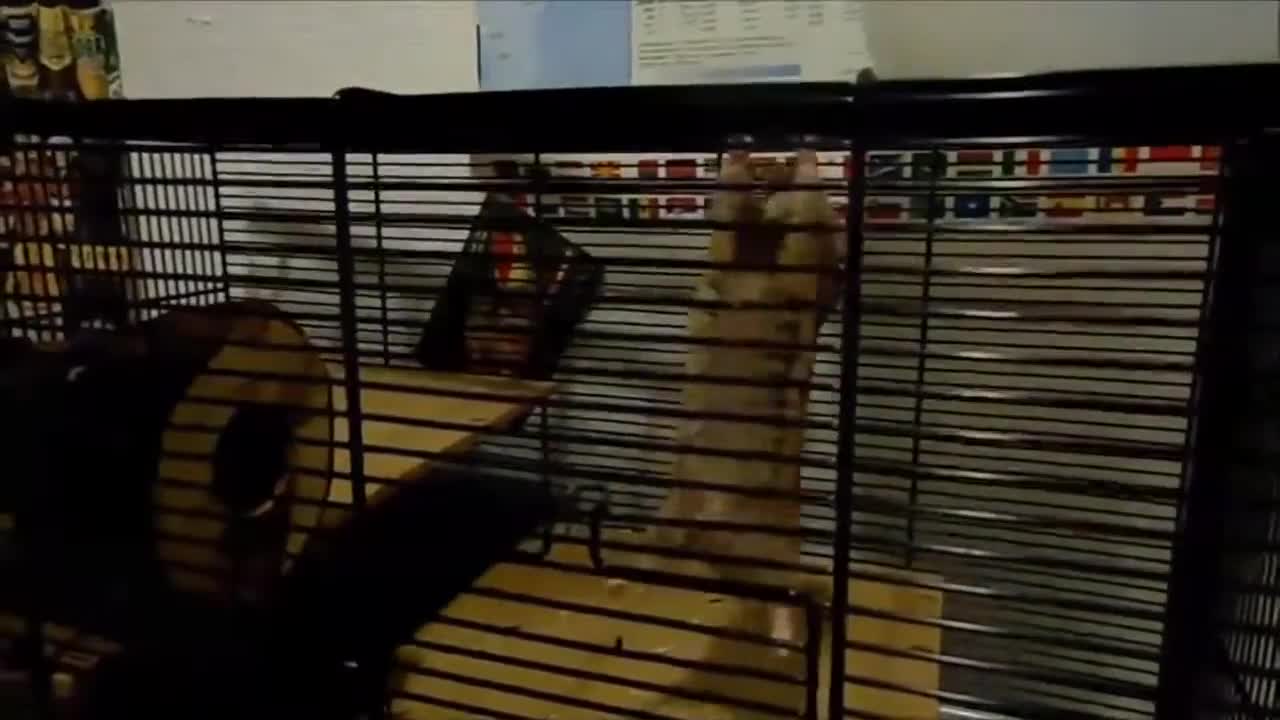 How to Train your Hamster a Tricks