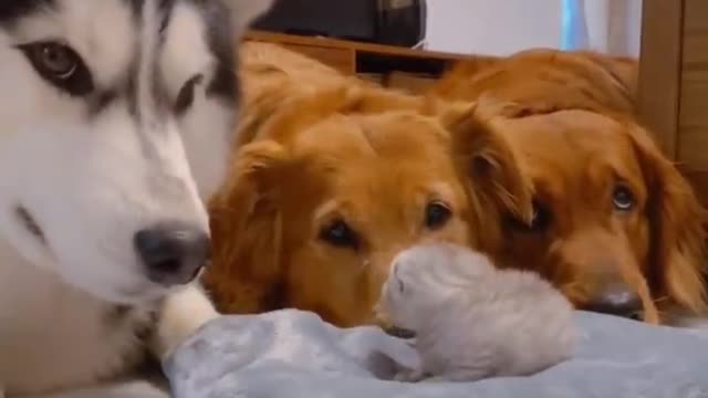 Golden Retrievers and Husky Meeting Their Best Friends Newborn Kitten