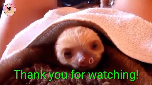 Funniest and cutest compilation of baby sloths