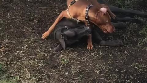 There they go | Funny Dog