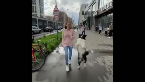 Funny pup decides to dance alongside owner down the street