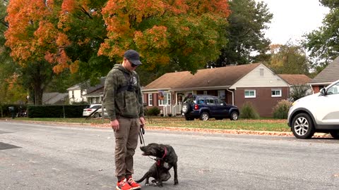 How you can walk your dog on a loose leash without him pulling you.