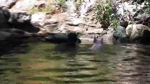Creatures Being REAL-LIFE HEROES