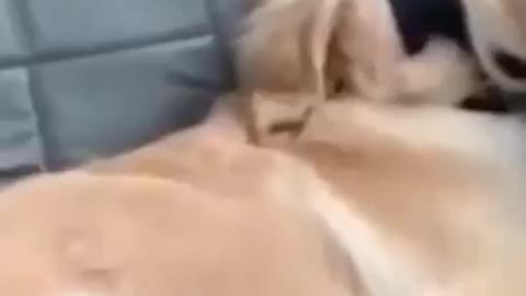 dog sleep in a car and is so funny