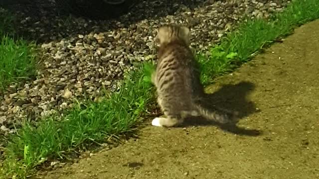 Kitten playing with moths.