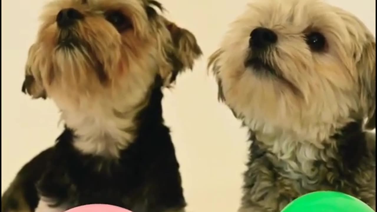 My sweet dog is doing their naughty activities 🤣🤣🤣🤣