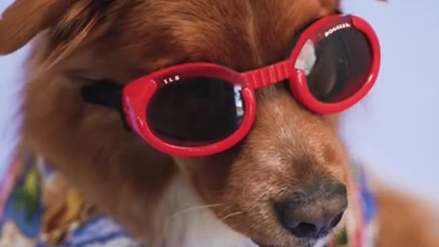 Cool Dog 2022 #Shorts