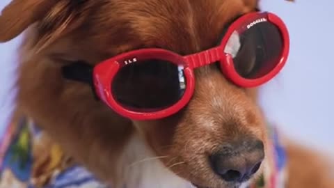 Cool Dog 2022 #Shorts