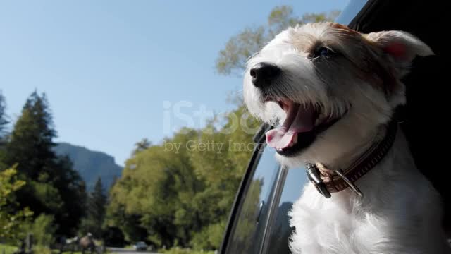 Jack Russell Terrier looks out the open window of the car