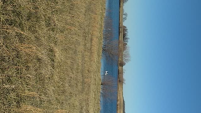 Swans on the lake in Missouri