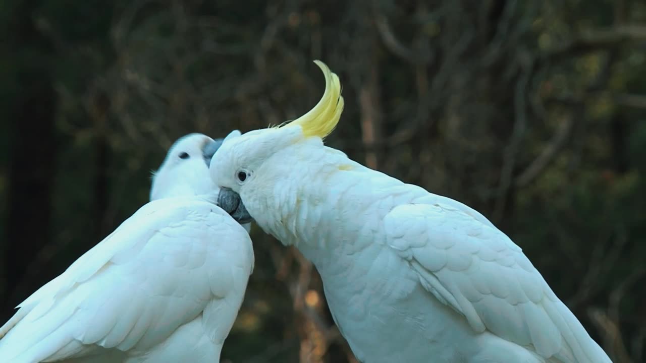 Beautiful Eleonora Cockatoo Parrots two Eleonora.