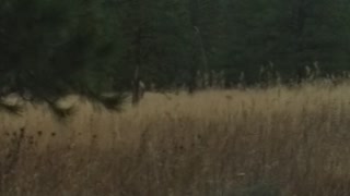 Bull elk chasing each other