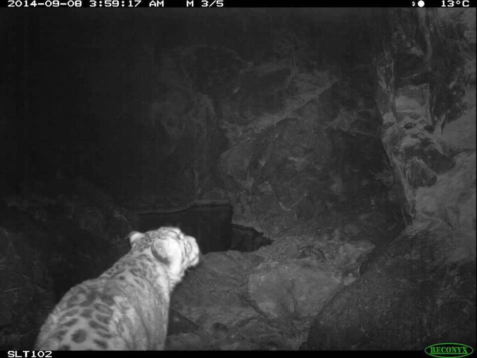 Rare, Stunning Snow Leopard Footage from Mongolia