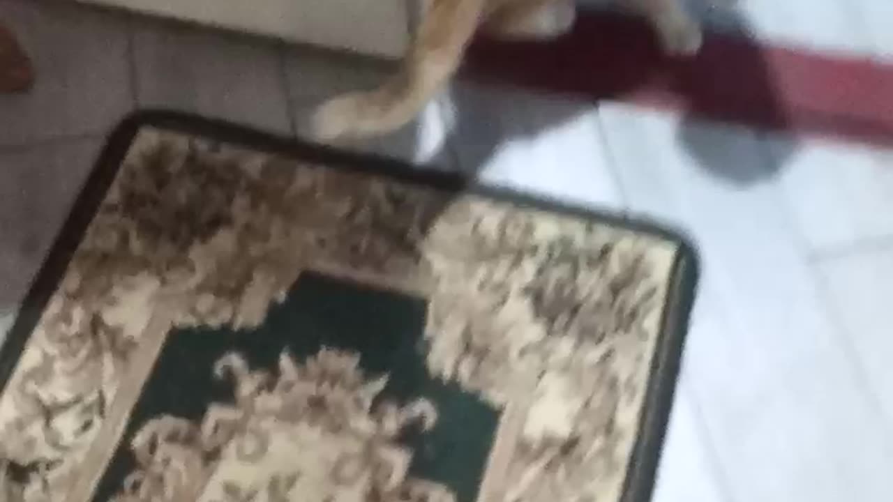 Comedy Cat and Kitten Watch till End so Funny. MrFerozSFJ