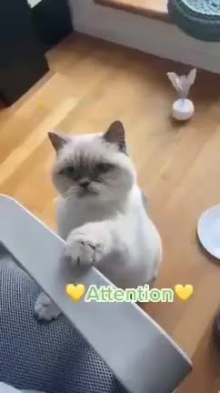 Funny And Cute Cat 😺