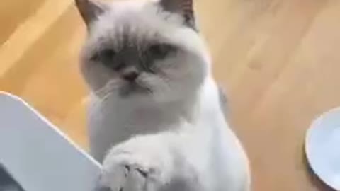 Funny And Cute Cat 😺