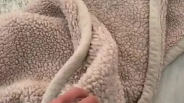 🤪🤣Funny Dogs Video, Time to Laugh with Dogs 🤣🤪