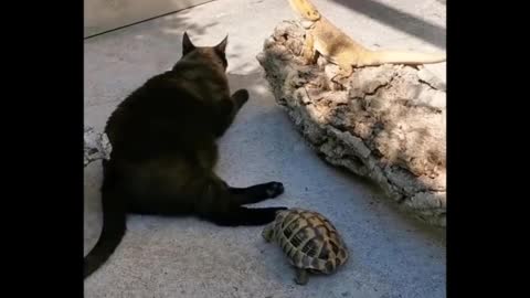 Funniest Cats 😹 - Don't try to hold back your laugh ^^ - Funny Cats Life