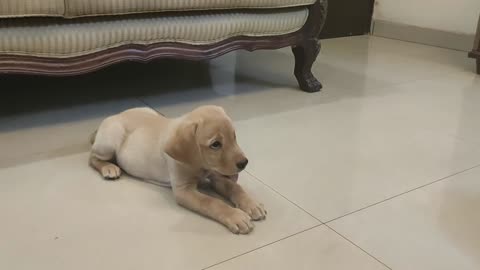Dog training video
