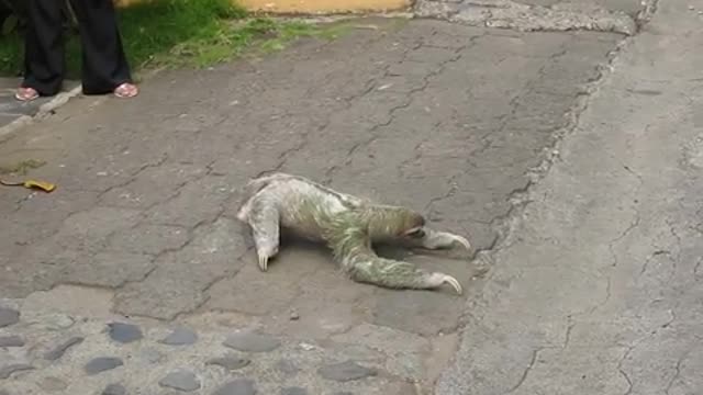 Animal in costa Rica